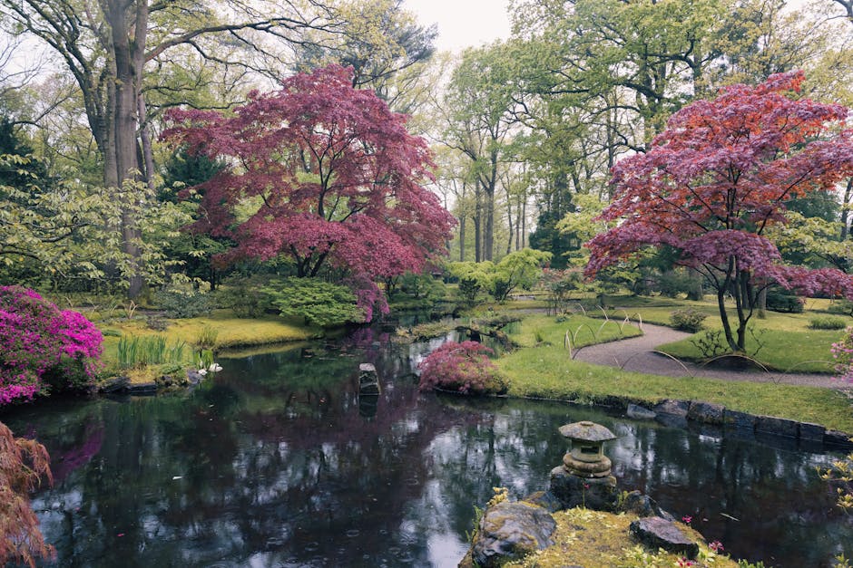 A tranquil Japanese-style garden featuring a small pond with dark, reflective water surrounded by lush green grass and mossy rocks. Two vibrant pink and red Japanese maple trees with delicate, sprawling branches are positioned on either side of the pond, their leaves creating a colorful canopy. In the background, taller trees with light green foliage provide additional shade and depth, while small shrubs with blooming flowers add visual interest. The garden contains neatly maintained pathways with gravel and small arched bridges crossing over the pond. A stone lantern is situated on a rock in the foreground, and the scene is illuminated by soft natural light, emphasizing the clean and peaceful setting. This garden exemplifies meticulous landscaping and serene cleanliness typical of a traditional Japanese garden, with no visible debris or dirt, highlighting professional maintenance by Cleaners Holland Park for outdoors and garden area cleaning near Holland Park Kyoto Garden for hosts.