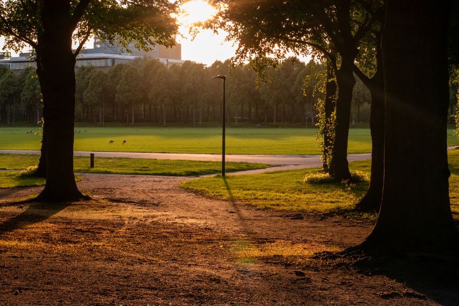 A person walking along a dirt pathway in a park during golden hour with trees on both sides and a grassy open space in the background. The pathway appears clean and well-maintained, surrounded by lush